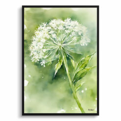 Queen Annes lace Watercolour Botanical Art Print - Wild carrot Framed Plant Wall Art