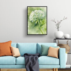 Queen Annes lace Watercolour Botanical Art Print - Wild carrot Framed Plant Wall Art 7 watercolour botanical print flowers queen annes lace living room