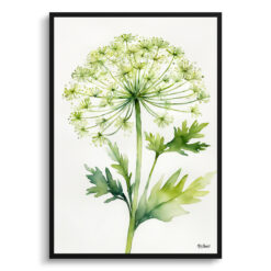 Queen Annes lace Minimalist Watercolour Botanical Art Print - Wild carrot Framed Plant Wall Art