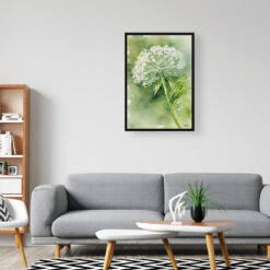 Queen Annes lace Watercolour Botanical Art Print - Wild carrot Framed Plant Wall Art 8 watercolour botanical print flowers queen annes lace office