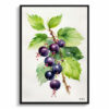 Ribes Nigrum Cassissima Noiroma Minimalist Watercolour Botanical Art Print - Blackcurrant Framed Plant Wall Art 1 watercolour botanical print flowers ribes nigrum cassissima noiroma minimalist front view