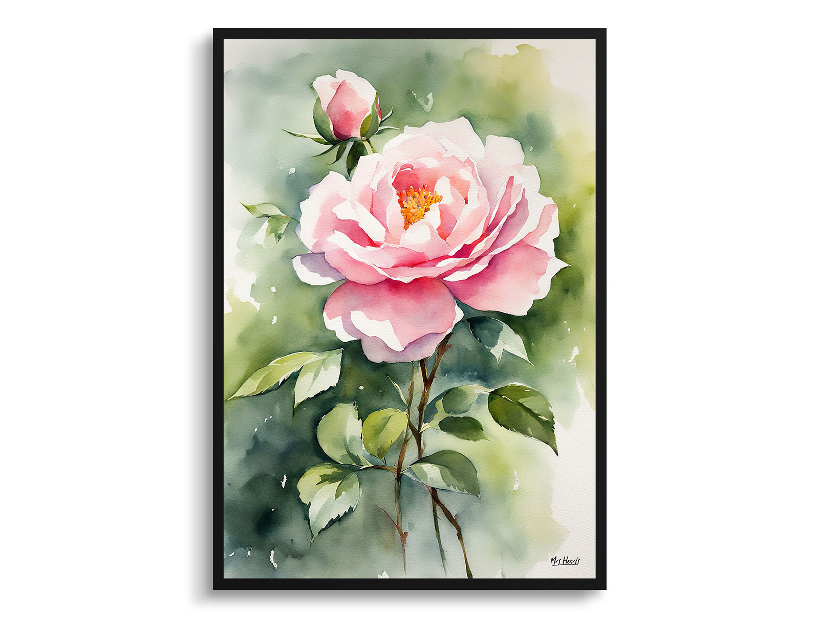 Rosa Madame Alfred Carriére Watercolour Botanical Art Print - Rose Framed Plant Wall Art 3 Rosa Madame Alfred Carriére Watercolour Botanical Art Print - Rose Framed Plant Wall Art