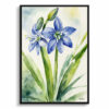 Scilla Bifolia Watercolour Botanical Art Print - Alpine Squill Framed Plant Wall Art 1 watercolour botanical print flowers scilla bifolia front view