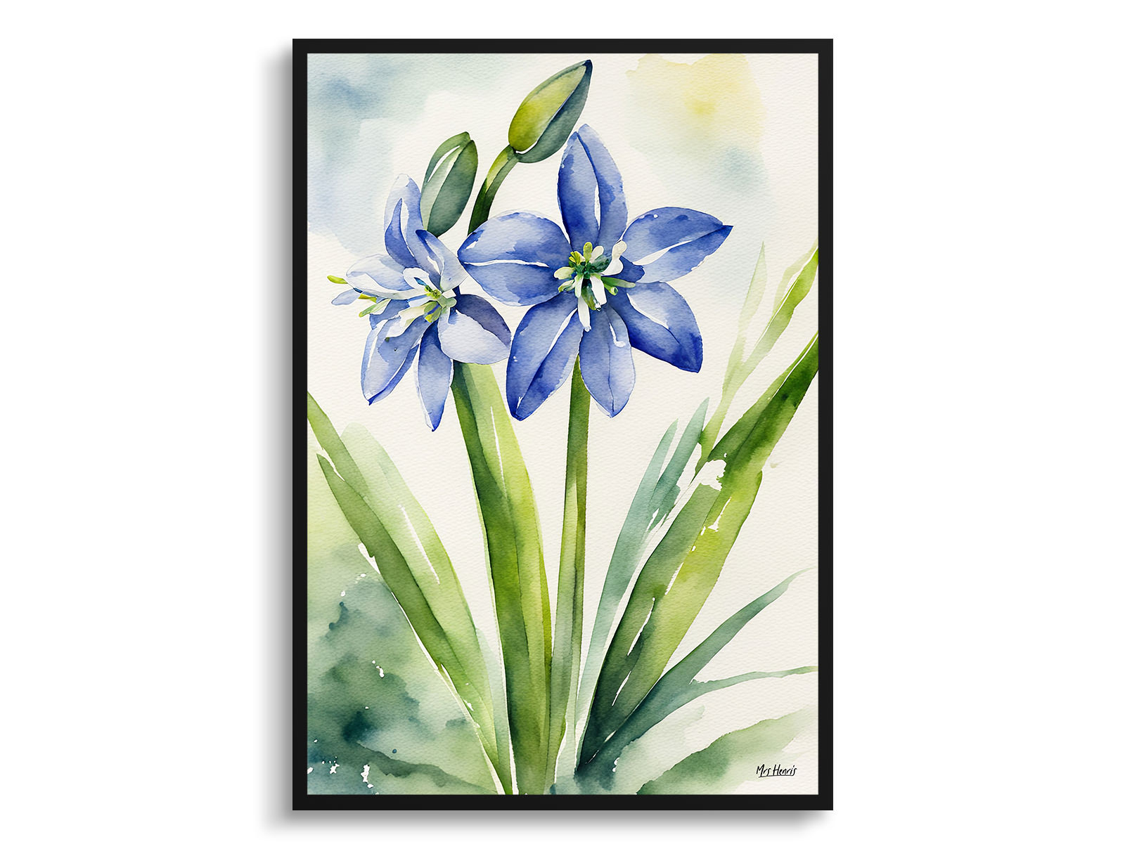Scilla Bifolia Watercolour Botanical Art Print - Alpine Squill Framed Plant Wall Art 3 Scilla Bifolia Watercolour Botanical Art Print - Alpine Squill Framed Plant Wall Art