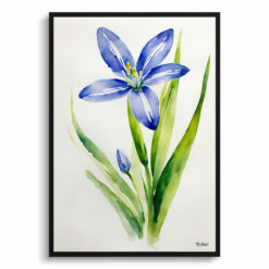 Scilla Bifolia Minimalist Watercolour Botanical Art Print - Alpine Squill Framed Plant Wall Art