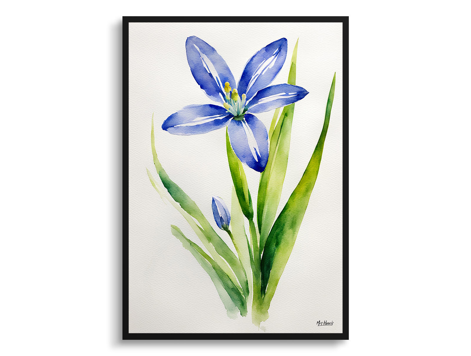 Scilla Bifolia Minimalist Watercolour Botanical Art Print - Alpine Squill Framed Plant Wall Art 3 Scilla Bifolia Minimalist Watercolour Botanical Art Print - Alpine Squill Framed Plant Wall Art