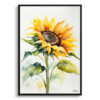 Sunflower Minimalist Watercolour Botanical Art Print - Helianthus Framed Plant Wall Art 2 watercolour botanical print flowers sunflower minimalist front view