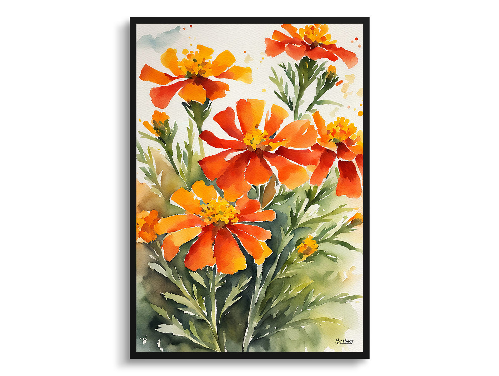 Tagetes Cinnabar Watercolour Botanical Art Print - African Marigold Framed Plant Wall Art 3 Tagetes Cinnabar Watercolour Botanical Art Print - African Marigold Framed Plant Wall Art