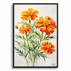 Tagetes Cinnabar Minimalist Watercolour Botanical Art Print -  African Marigold Framed Plant Wall Art