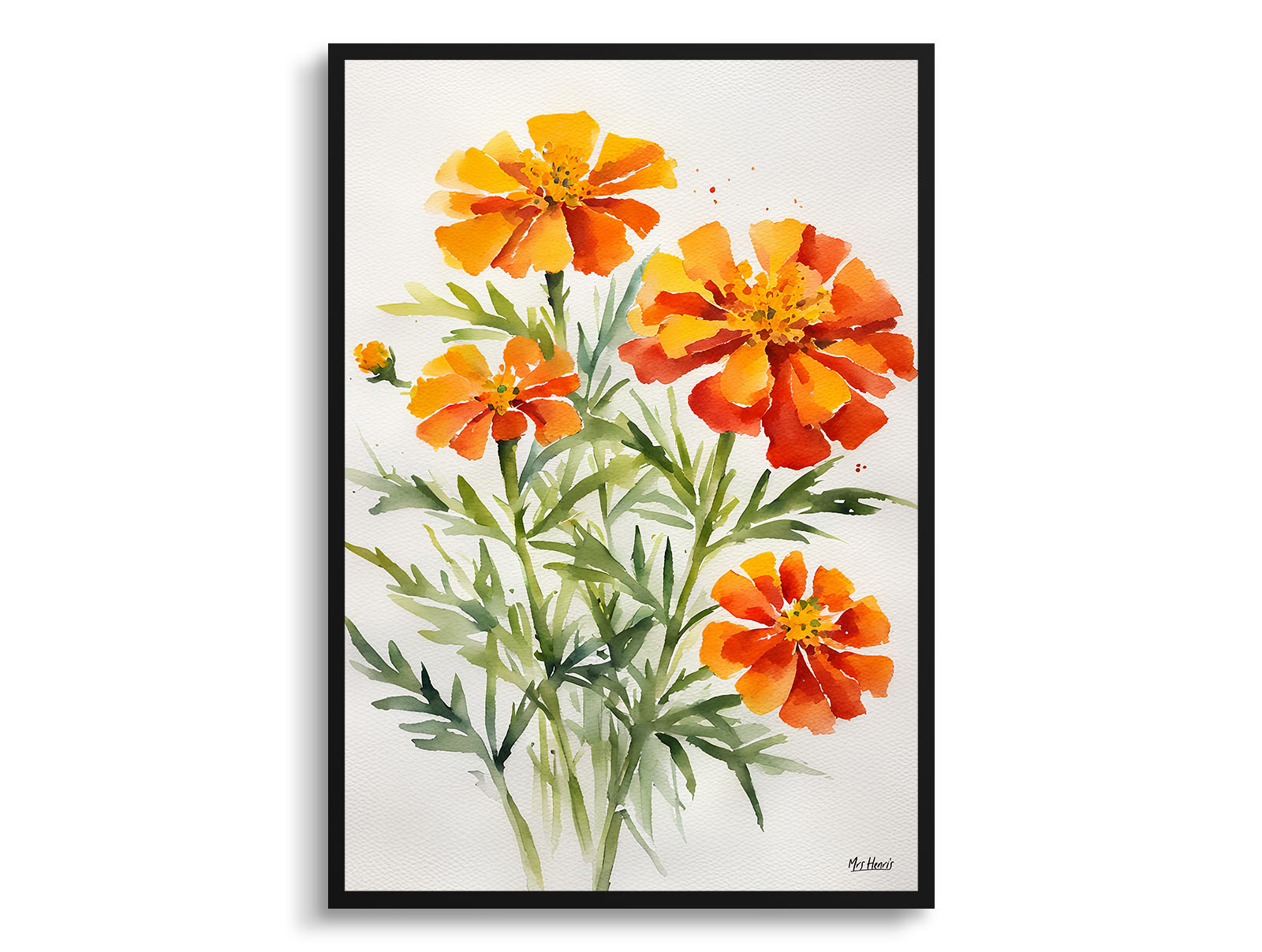 Tagetes Cinnabar Minimalist Watercolour Botanical Art Print - African Marigold Framed Plant Wall Art 3 Tagetes Cinnabar Minimalist Watercolour Botanical Art Print - African Marigold Framed Plant Wall Art