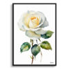 White rose Minimalist Watercolour Botanical Art Print - Alba Framed Plant Wall Art 1 watercolour botanical print flowers white rose minimalist front view