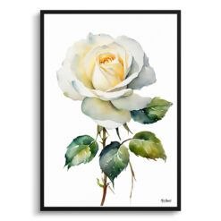 White rose Minimalist Watercolour Botanical Art Print - Alba Framed Plant Wall Art