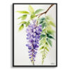 Wisteria x Valderi Minimalist Watercolour Botanical Art Print - Burford Framed Plant Wall Art 1 watercolour botanical print flowers wisteria x valderi minimalist front view