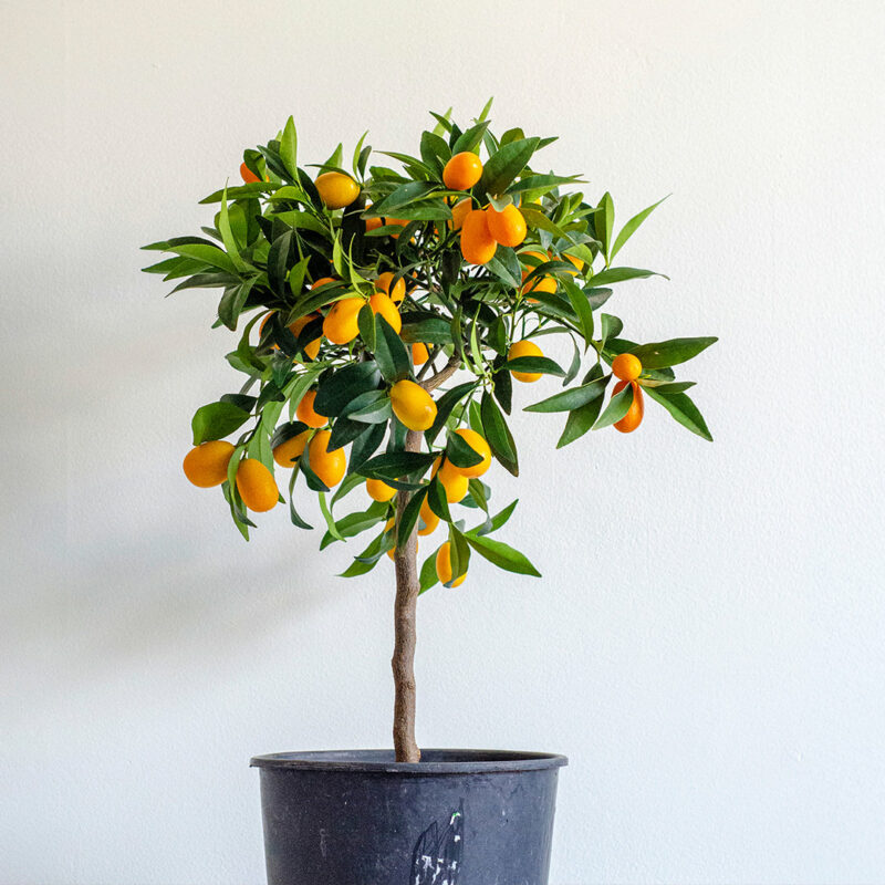 20+ Thoughtful Gifts For Plant Lovers & Gardeners 3 citrus tree