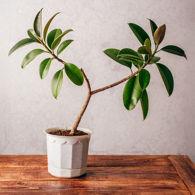 20+ Thoughtful Gifts For Plant Lovers & Gardeners 8 ficus