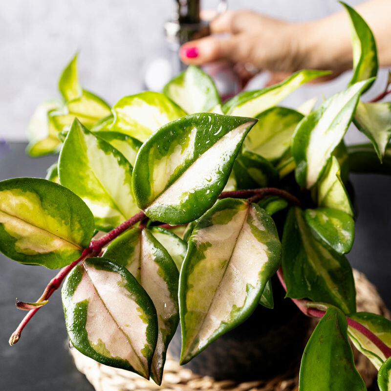 20+ Thoughtful Gifts For Plant Lovers & Gardeners 5 hoya
