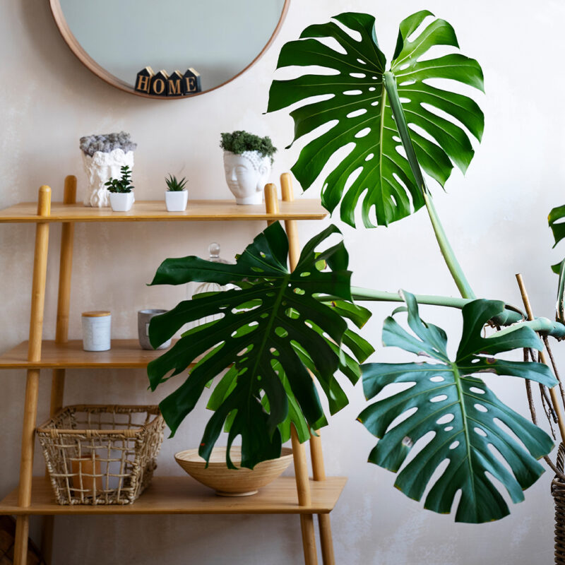20+ Thoughtful Gifts For Plant Lovers & Gardeners 7 monstera
