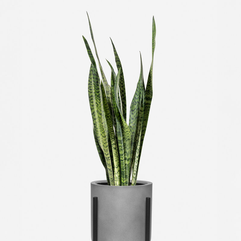 20+ Thoughtful Gifts For Plant Lovers & Gardeners 4 snake plant