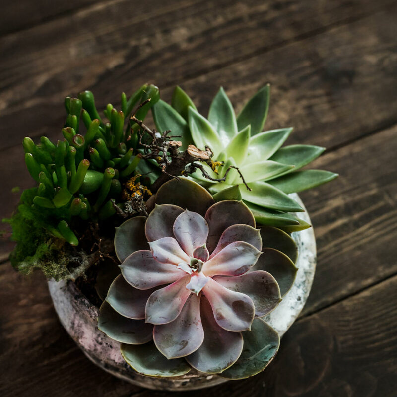 20+ Thoughtful Gifts For Plant Lovers & Gardeners