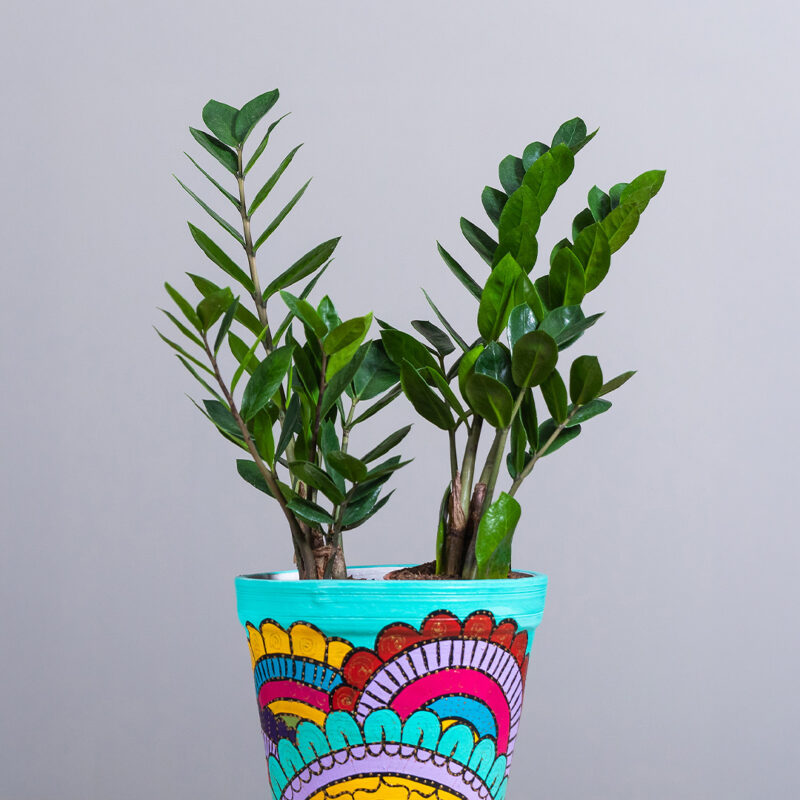 20+ Thoughtful Gifts For Plant Lovers & Gardeners 6 zz plant